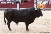 http://www.las-ventas.com/cronicas2014/0602/objetivo/minis/toro4.jpg